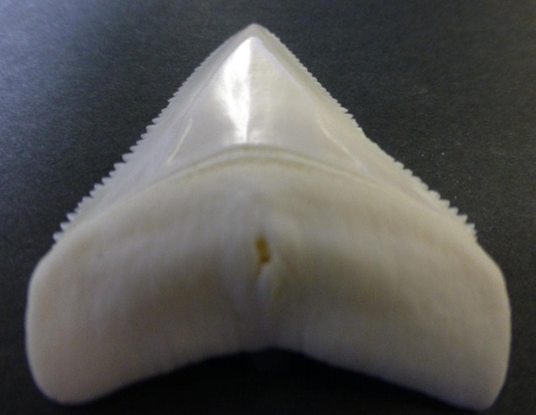 ホホジロザメ（C. carcharias）の歯（A’級）49.9mm