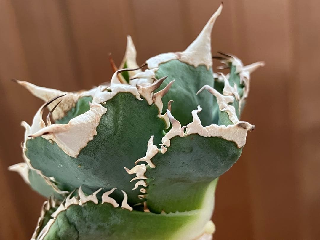 K*S様 【初売りオークション】84 選抜 コンパクト アガベ 白豪刺 TC