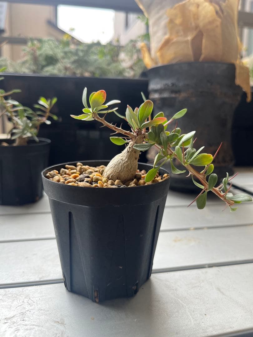 福沢諭吉様確認用】ユッカ ベイレイ＋ハリマニアエ