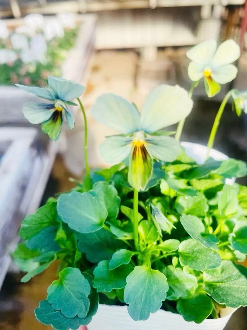 x*1様 希少♡大人気♡すみれ図鑑ビオラ - メルカリ