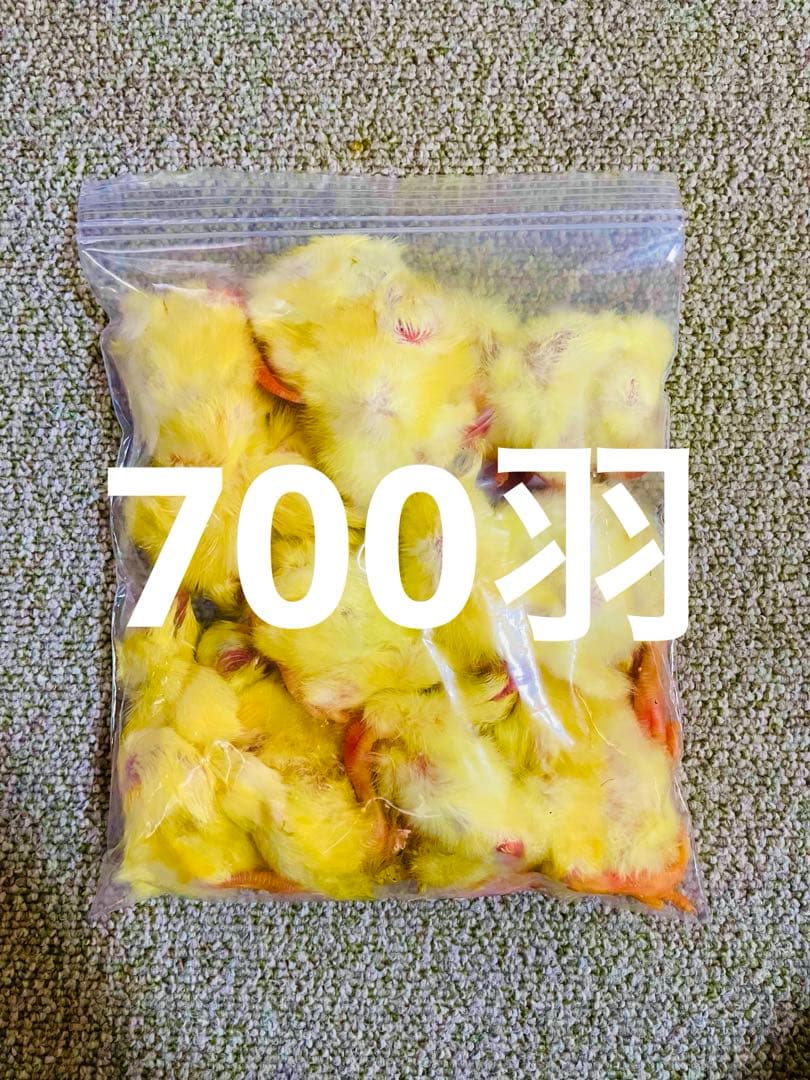 【リピート購入で＋10羽】 送料無料 国産 新鮮安全 冷凍ひよこ 700羽 リピート購入、複数購入で＋10羽 送料無料 国産 新鮮安全 冷凍ひよこ