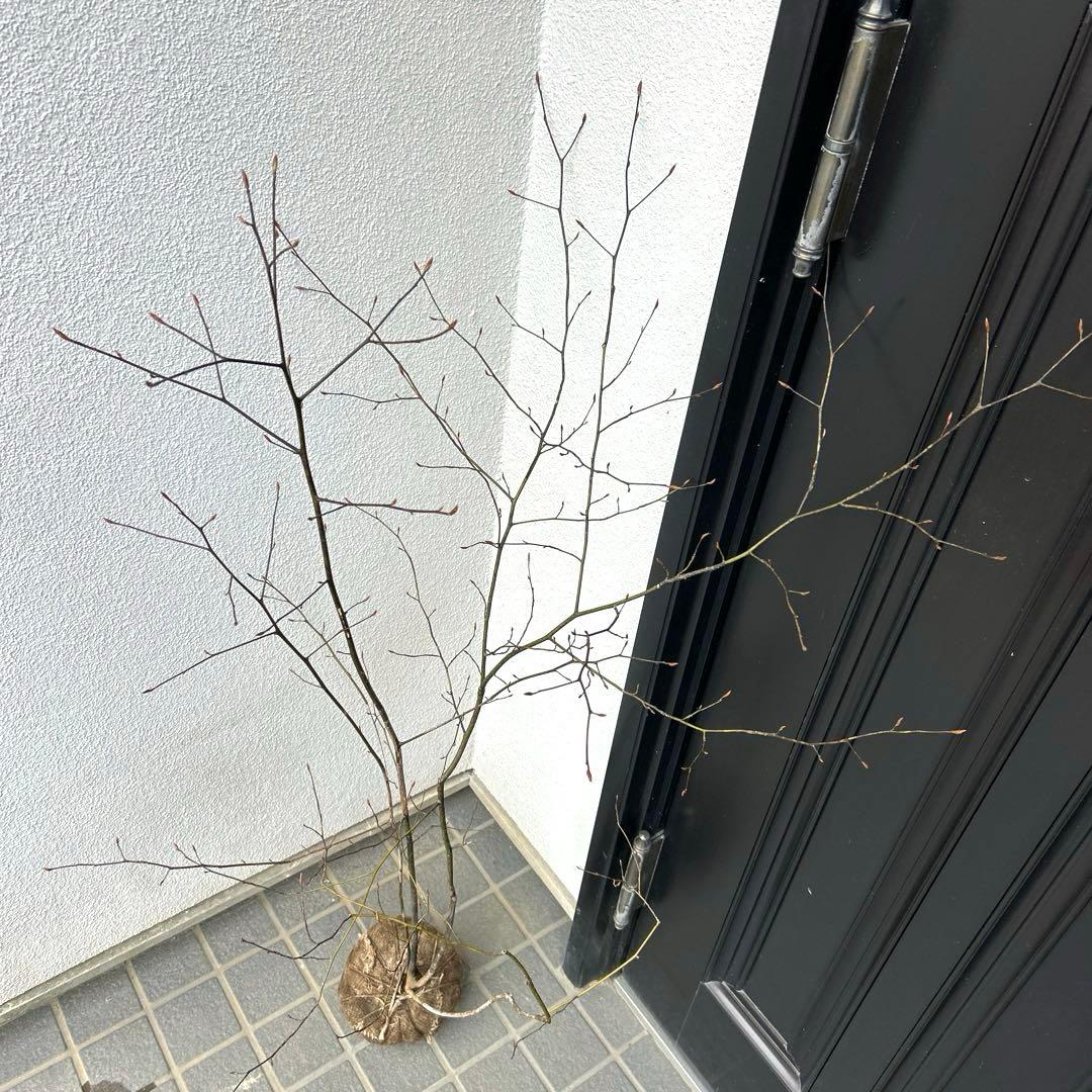 クロモジ（根巻き苗）黒文字 クロモジ苗木 - メルカリ