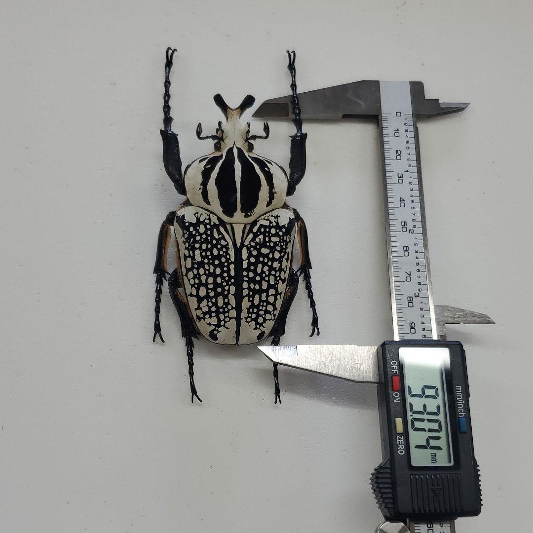 シボリアゲハ ♂標本☆北東インド産☆大型美麗個体☆この産地この状態