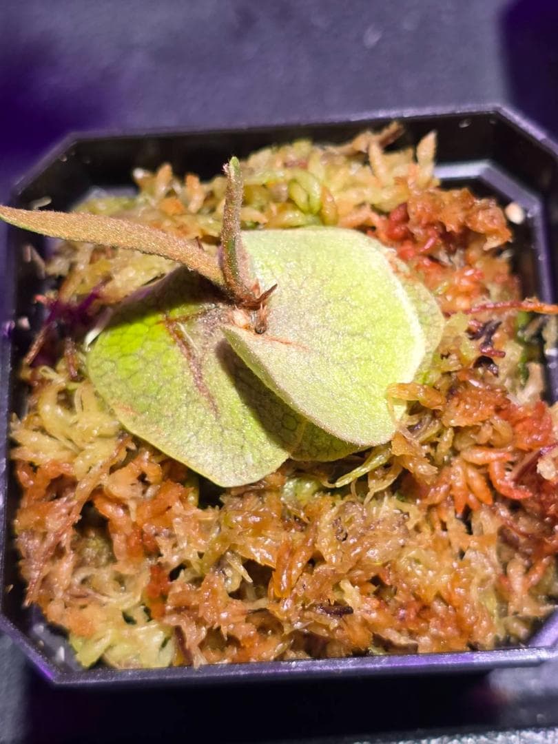 P. willinckii 'nano' pup 所有株OC2 - メルカリ