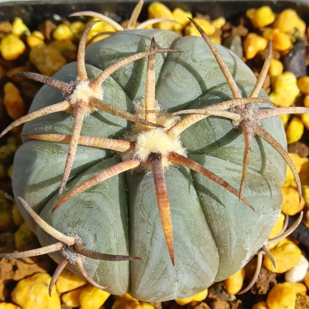 実生】雷帝エキノカクタス国内繁殖苗サボテン（サボテン太平丸花王丸翠