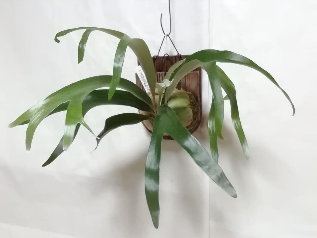 help help helpウイリンキー変異個体株　格好良い大株