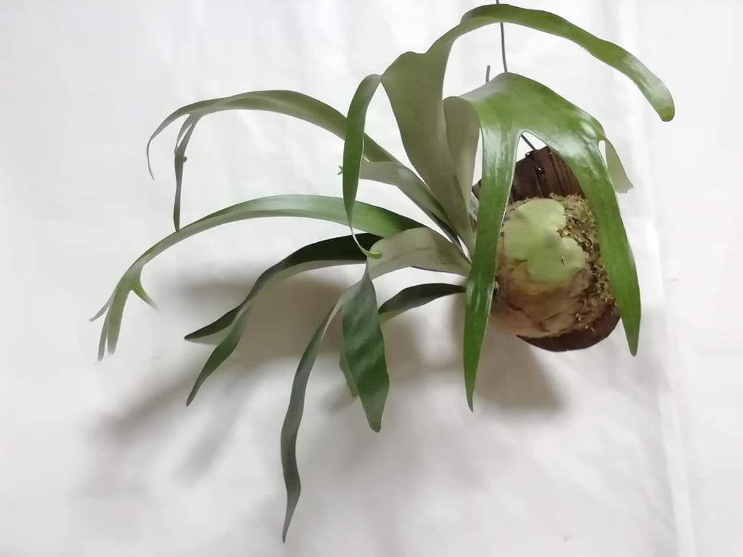 help help helpウイリンキー変異個体株　格好良い大株