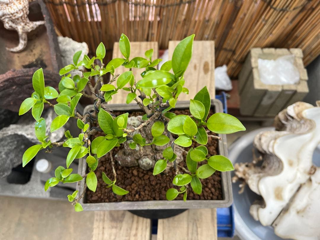 ✨✨✨superガジュマル 小品イボ幹【ジブリの世界】 - メルカリ