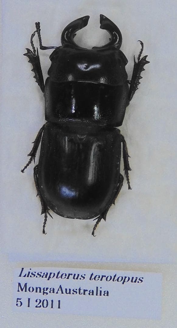 オーストラリア産 テトロプスオオコツノクワガタ 22mm - メルカリ