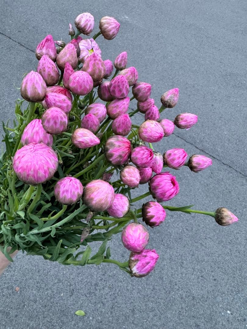 レア！強香原種交配種【ギガンテア × シレリアナ】 シレリアナ戻し 洋