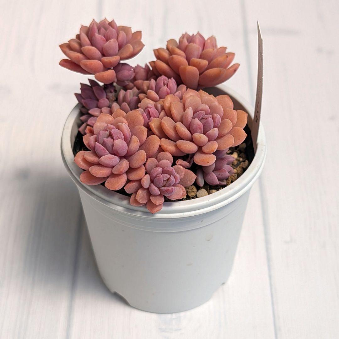 m*m様 【札付き】多肉植物 『リンダリンダ』 ぼのぼのさん苗 B＆B