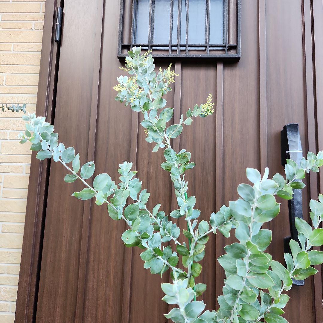 花芽付き パールアカシア 7寸ポット苗R ミモザ 苗木 庭木 - メルカリ