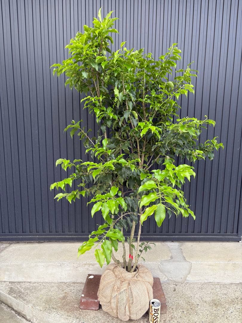 ◇ソヨゴ◇常緑樹◇複数株立◇雄雌混植株‼️◇ - メルカリ