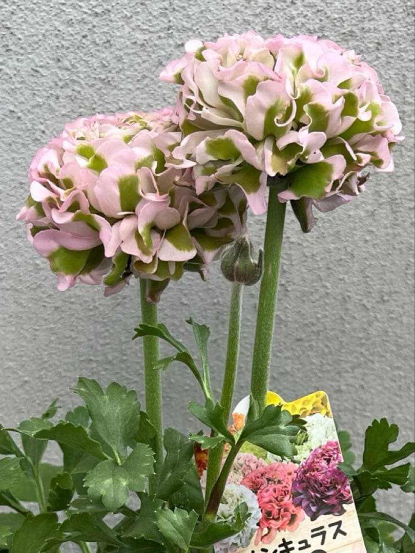 ラナンキュラス ポンポンシリーズ ハーマイオニー 5号鉢 正規品 ラベル