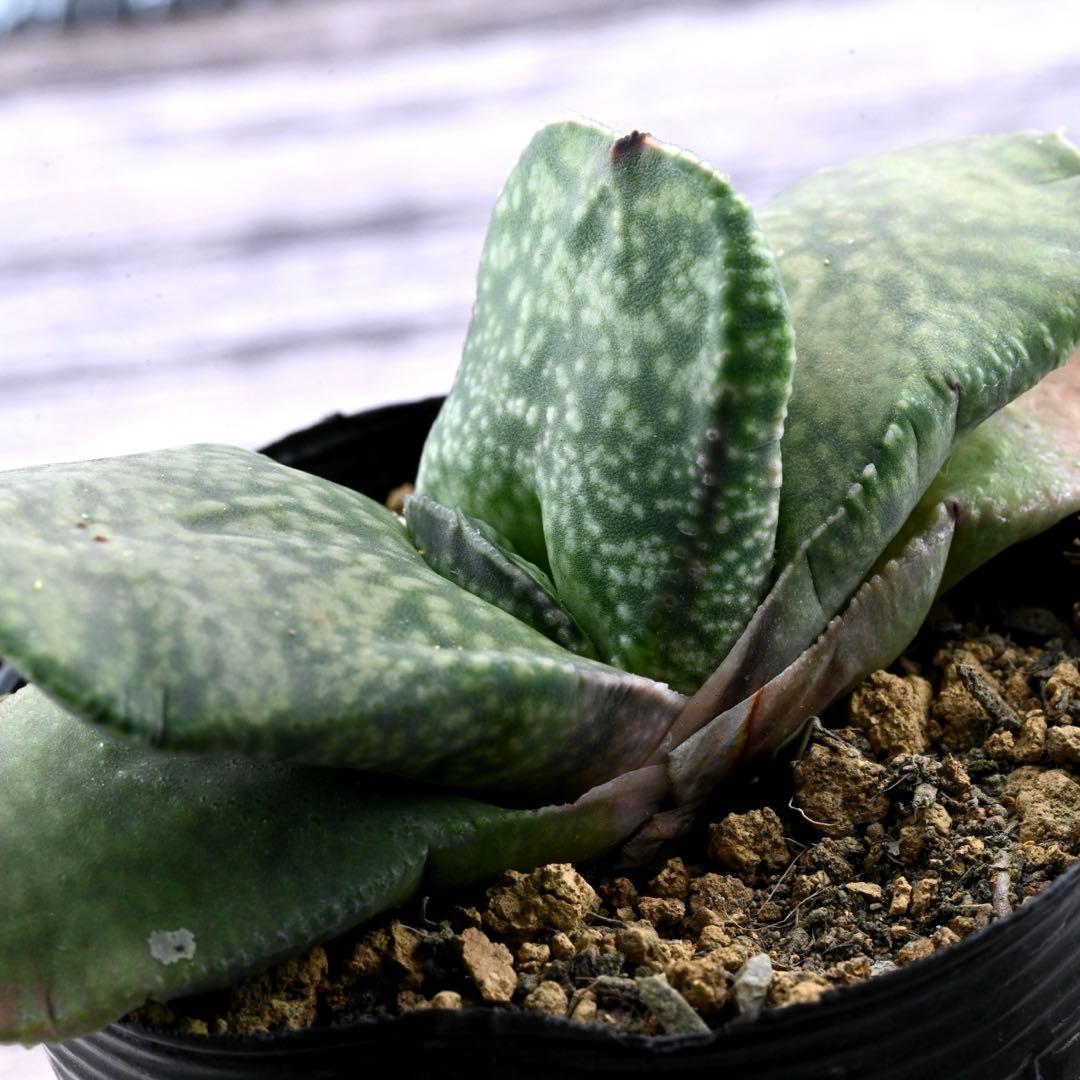 ガステリア 恐竜臥牛 多肉植物 肉厚 1199 - メルカリ