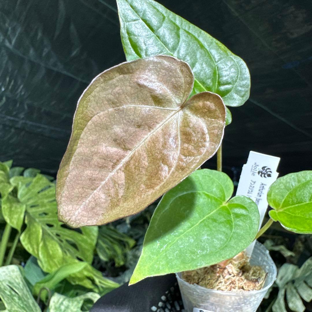 DR2アンスリウム ベッセアエ × デビリス×ドリームウィーバー