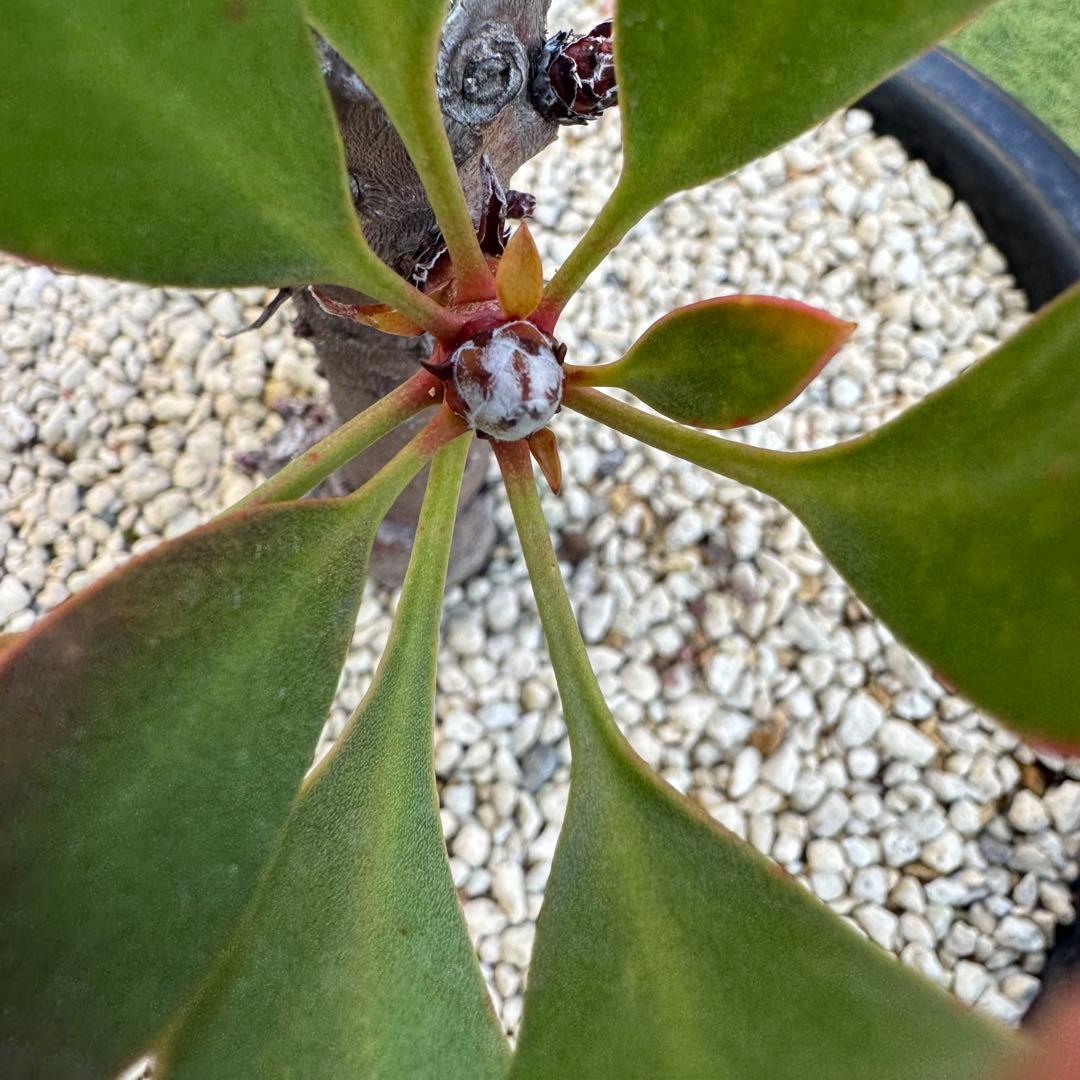 プロテア キングピンク 10号 Protea 