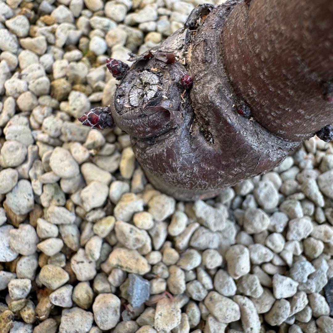 プロテア キングピンク 10号 Protea 