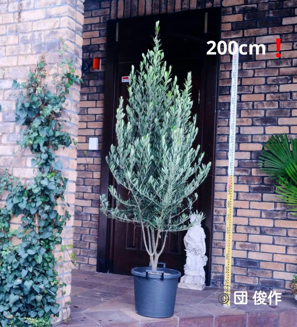 オリーブの木 シプレッシーノ 200cm❗ 大型12号 綺麗な葉色 植え替え済 オリーブの苗木 シプレッシーノ【果樹の苗木 7号白テーパード鉢／1個