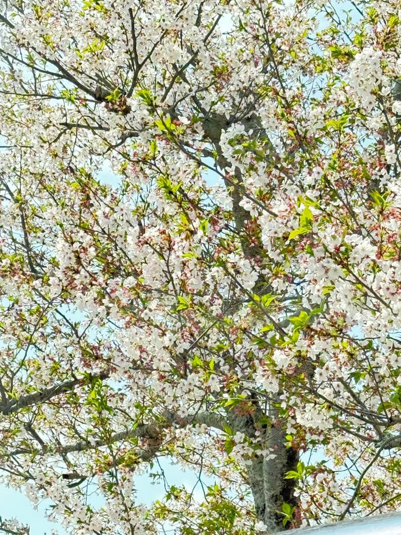 アルビオン エクシア アンベアージュ マッサージクリーム 80g - メルカリ