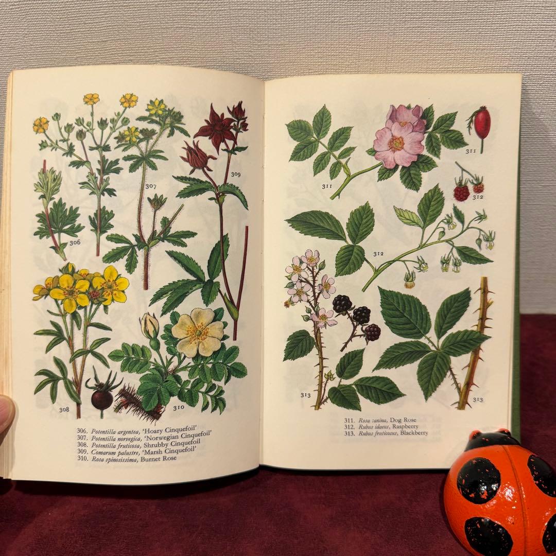 225①1971年ビンテージ植物図鑑 洋書古書 ジャンクジャーナル ボタン