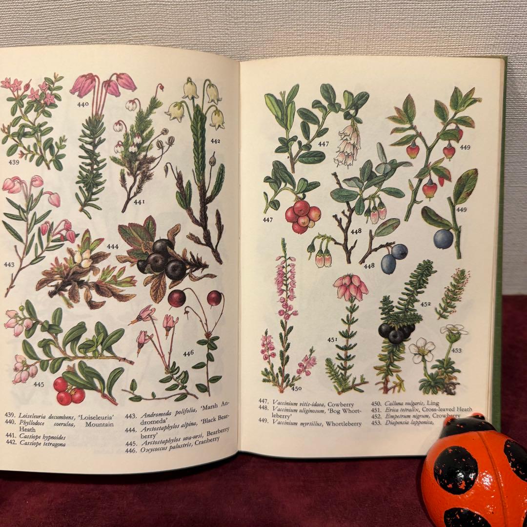 225①1971年ビンテージ植物図鑑 洋書古書 ジャンクジャーナル ボタン