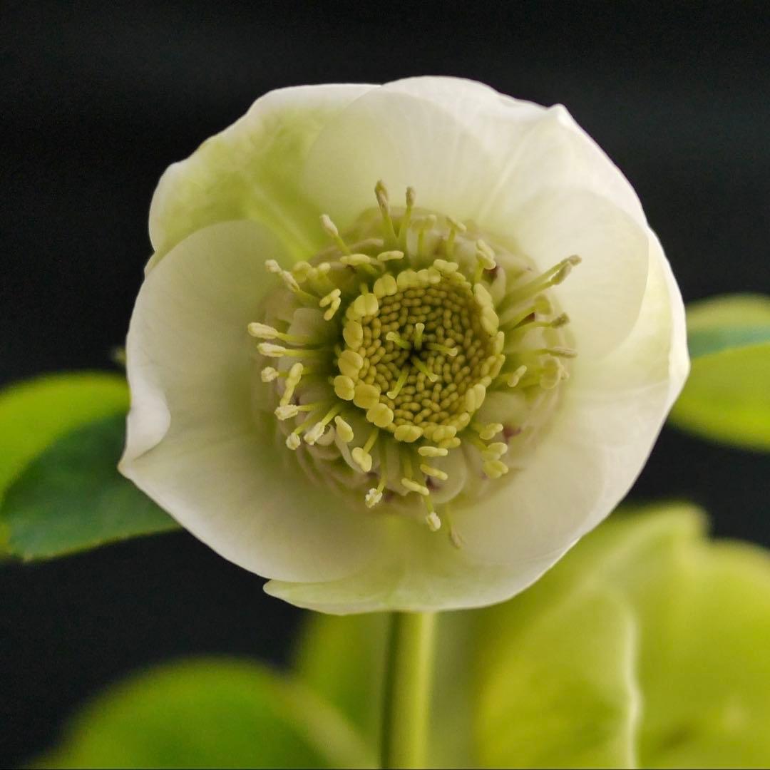 11335 深カップ縦ネク ホワイトセミダブル クリスマスローズ 開花株の