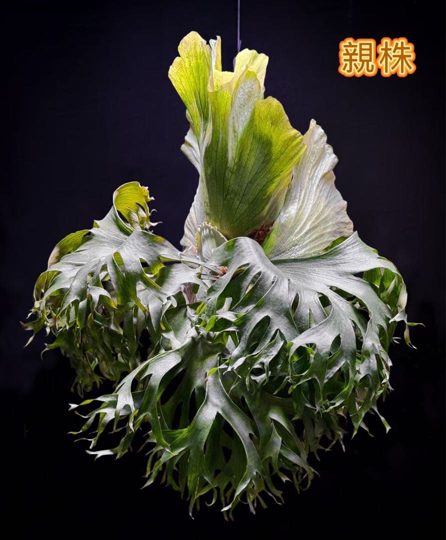 ビカクシダP. 'Flamenco'hillii x coronarium交配種 - メルカリ