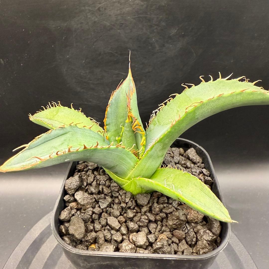 アガベ NU1 coyote plants株 子株 - メルカリ