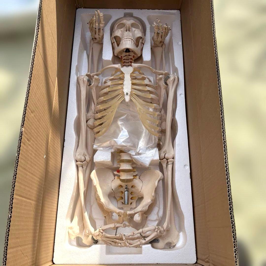 可動関節付き全身骨格模型 等身大約180cmキャスター付き Amazon.co.jp: ottostyle.jp 人体骨格模型 関節を動かせる 骨 【本体