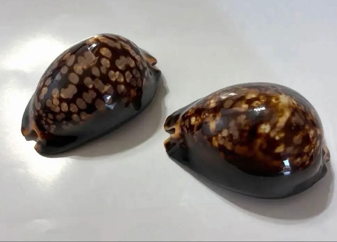 ハチジョウダカラ タカラガイ科 - メルカリ