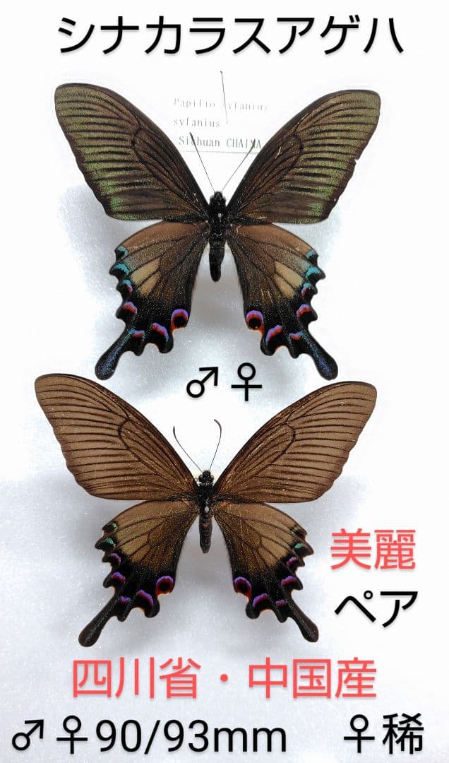シナカラスアゲハ♂♀標本★四川省中国産★ 90/93mmペア美麗標本♀稀 世界の美麗蝶 11頭セット 〈Various places , Various countries