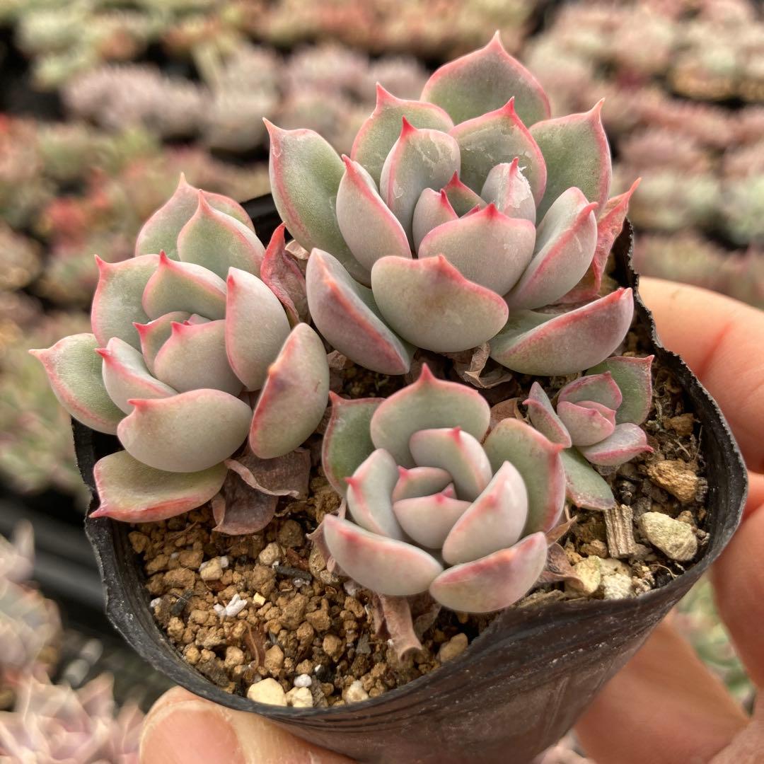 190.多肉植物＊さくらんぼ【根付き苗】ロウルサンコさん苗 - メルカリ