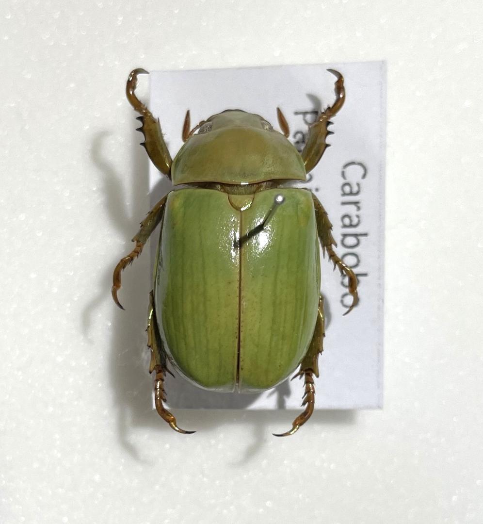 昆虫標本ウグイスコガネ