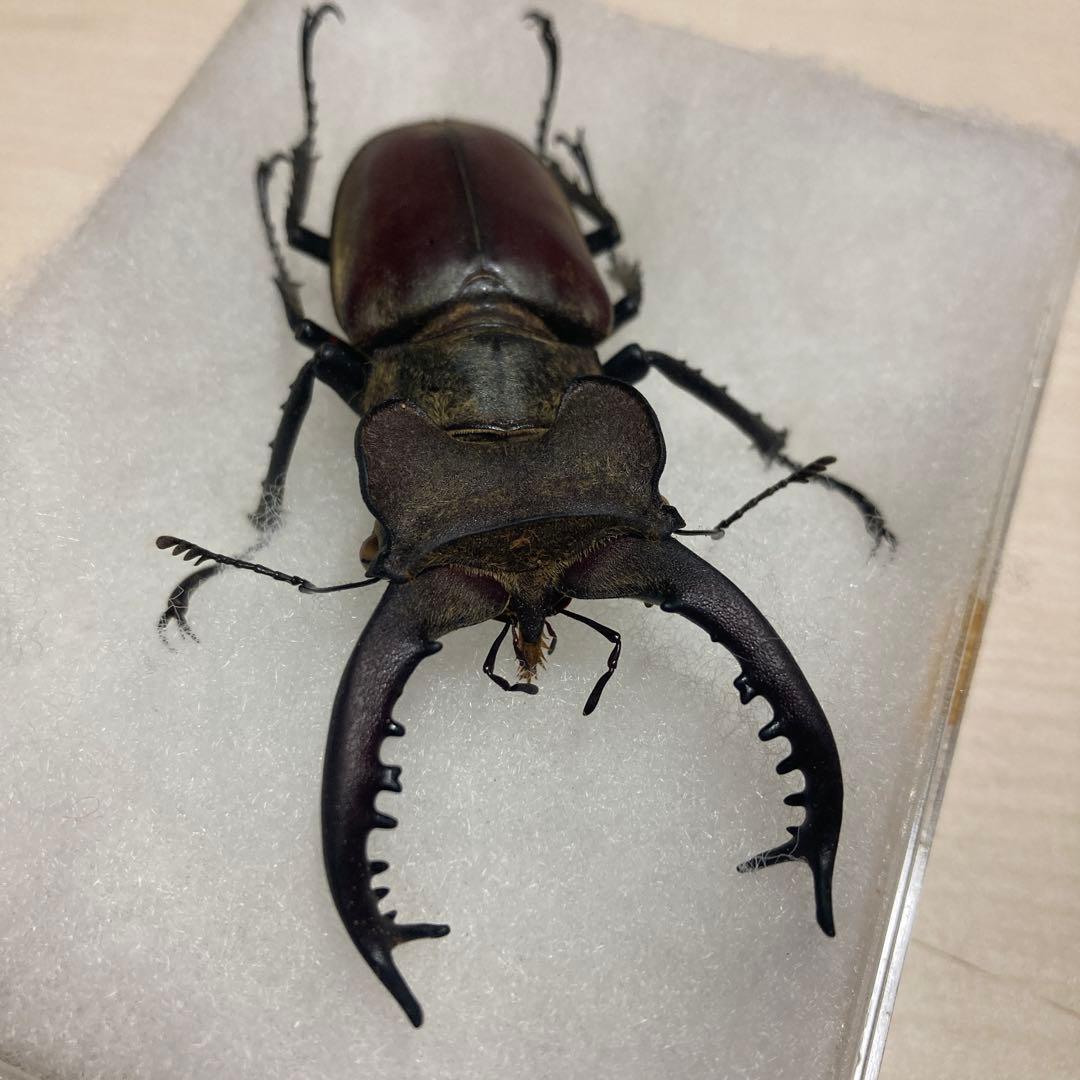 タカサゴミヤマクワガタ ♂ 標本 - メルカリ