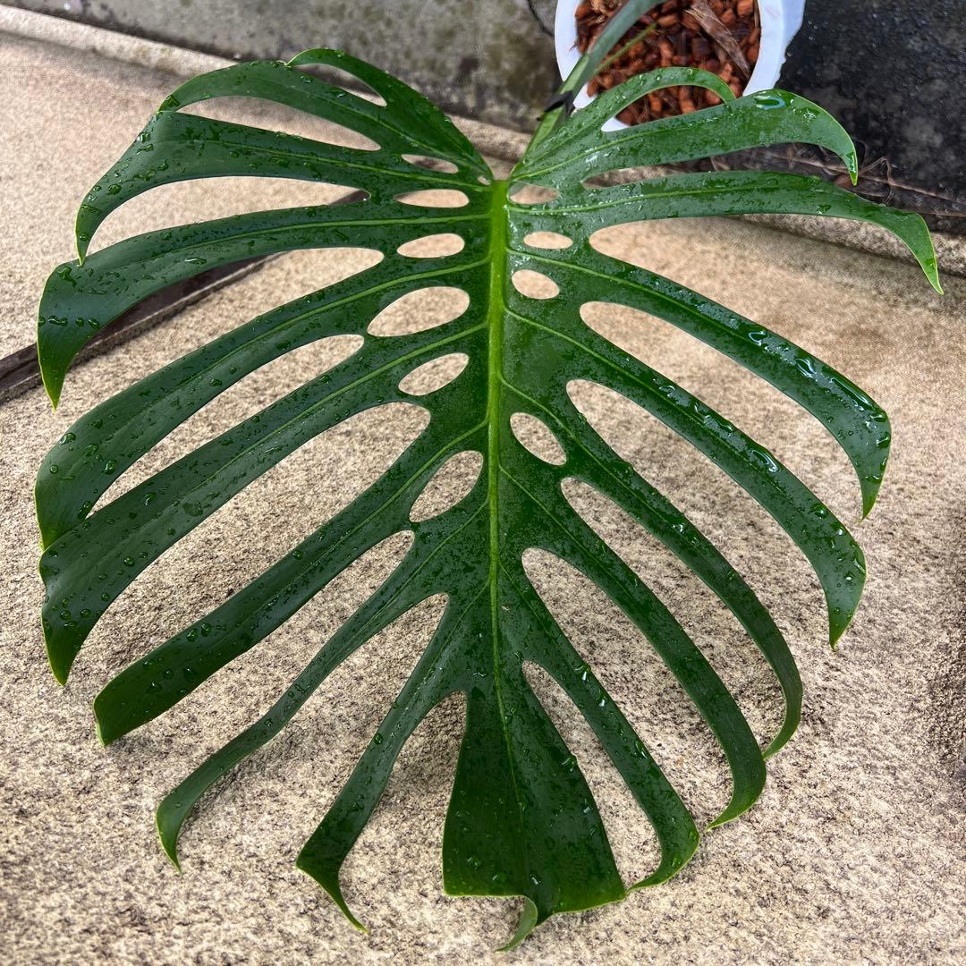 スケルトン】ミドルカット3 モンステラ - メルカリ