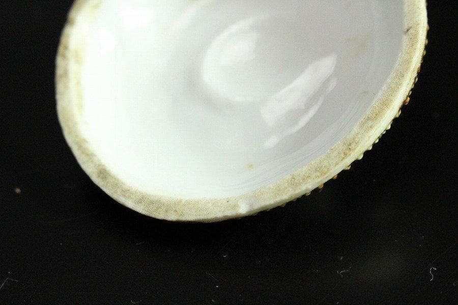 古平戸 名品 栄螺 蓋物 五件 京都料亭 蔵出 - メルカリ