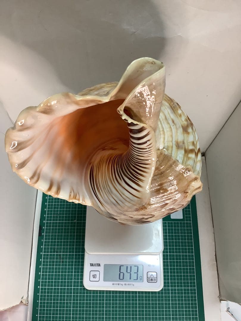 ヤフメリ48・法螺貝・山伏・修験者・金峯山・羽黒山・戦国武将・縁起物