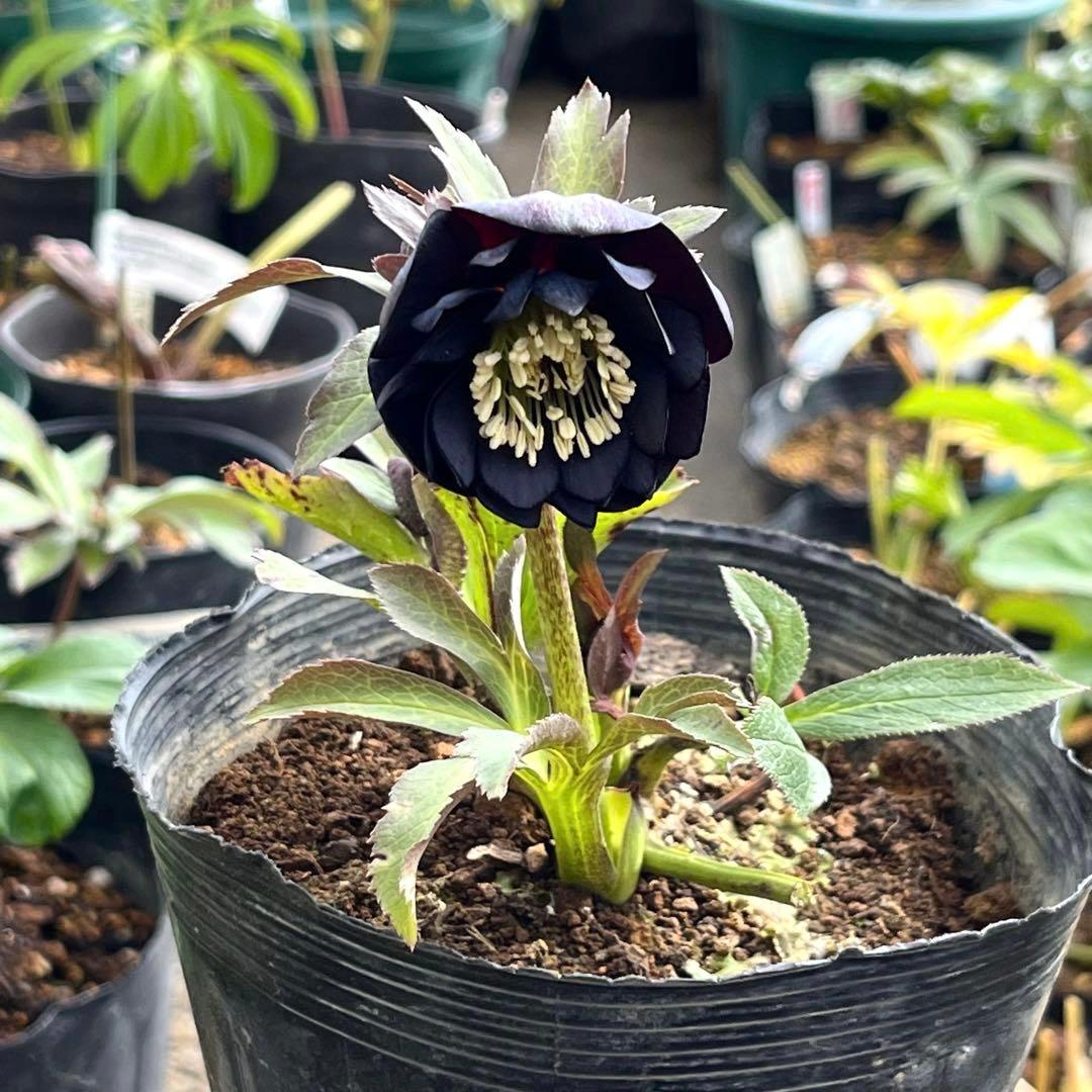 ガ*ル様 ☘️限定1株☘️未株分け☘️極上☘️3352⭐️真ブラック⭐️激スレー