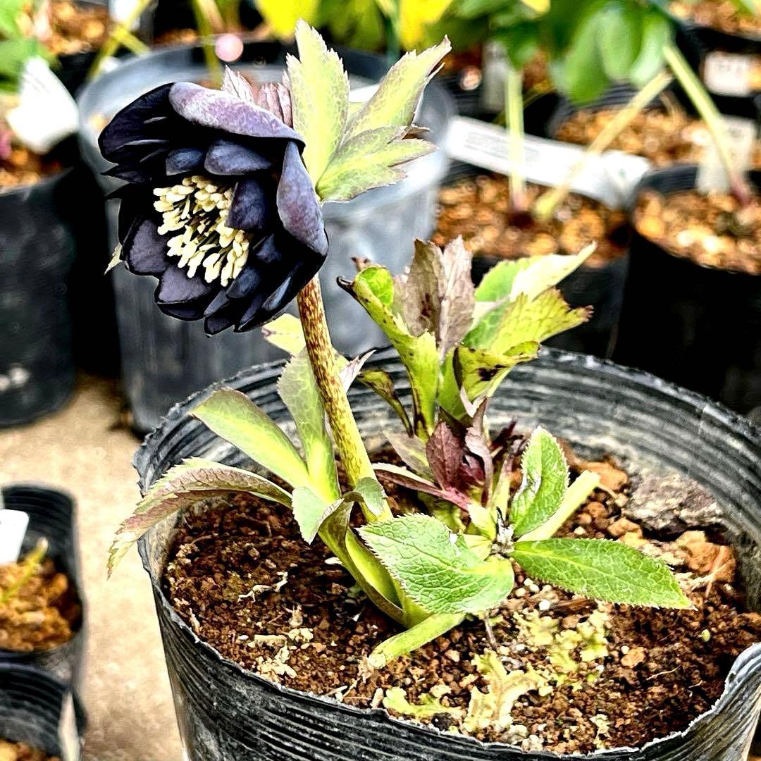 ガ*ル様 ☘️限定1株☘️未株分け☘️極上☘️3352⭐️真ブラック⭐️激スレー