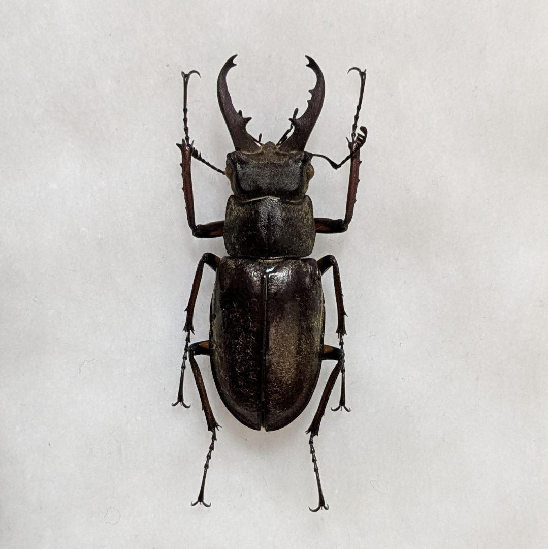 標本　野外品イズミヤマクワガタ×2 Yahoo!オークション -「ミヤマクワガタ標本」(外国産) (成虫)の落札