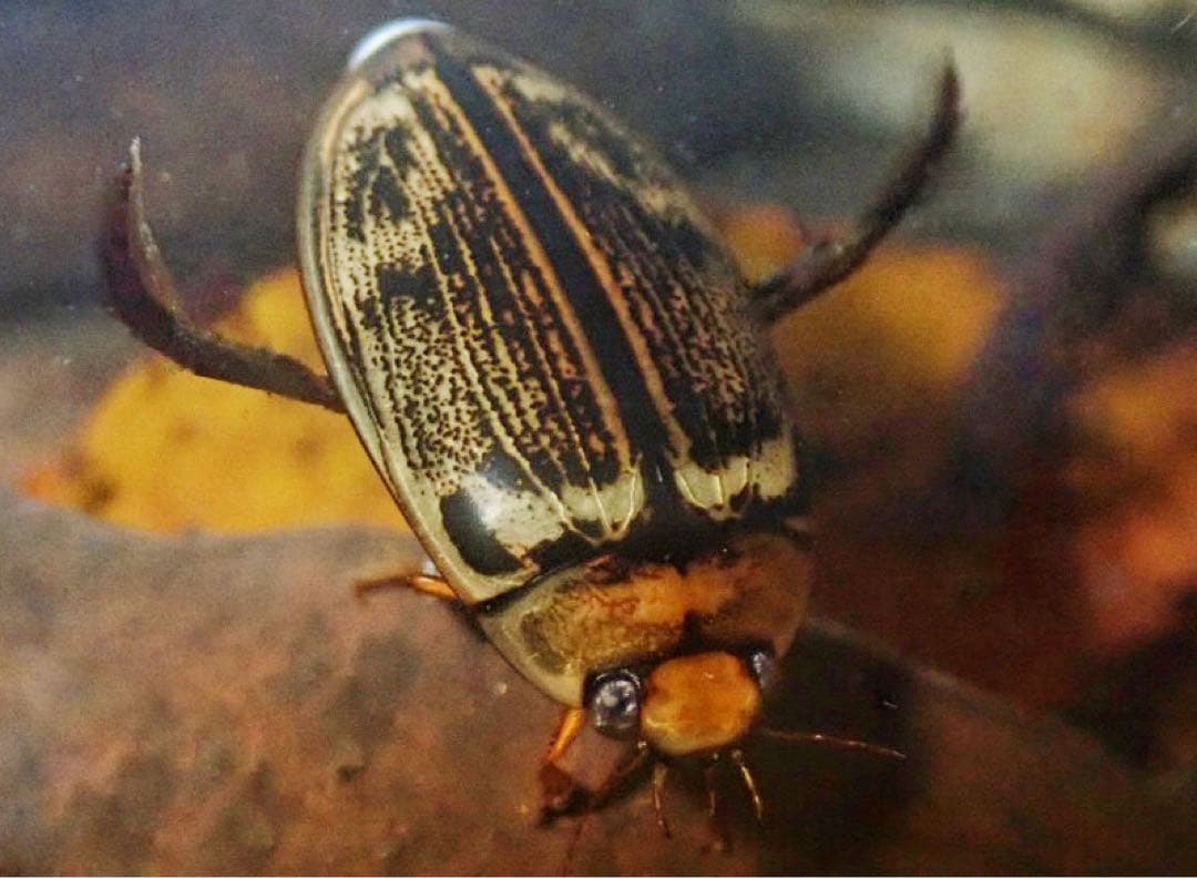 ヤンバルオオイチモンジシマゲンゴロウ雄標本 衝撃すぎて衝撃。自力で分散してきたと思われるマニア（私も含む）が