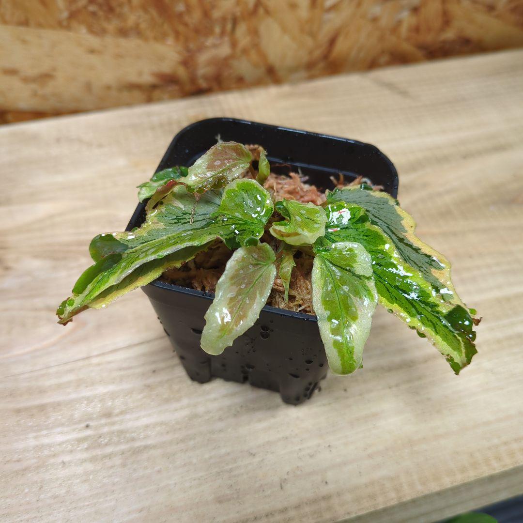 アロカシア スカルプラム ミント 芋