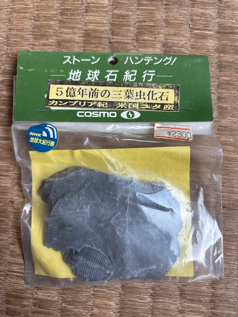 三葉虫 化石 本物？ ユタ州産 レトロ 理科標本 インテリア