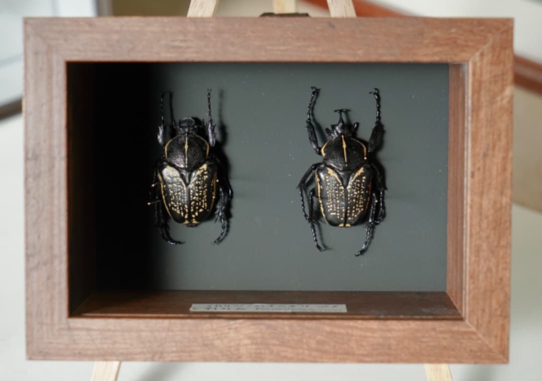 レア極上品羽根TT0091虫入り琥珀化石ミャンマーカムティかタナイ9900万年前