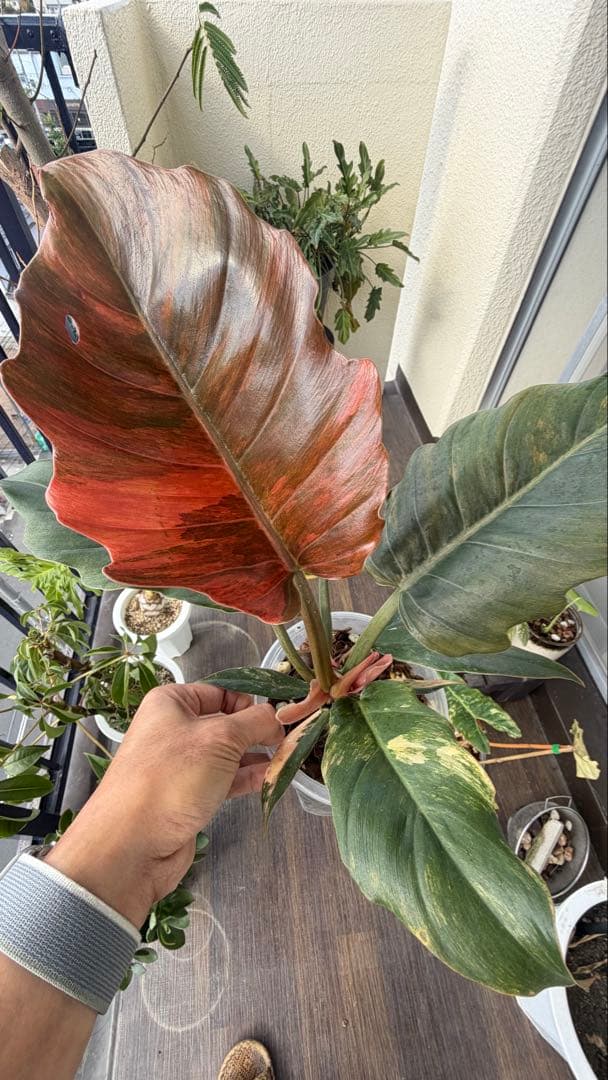 ココスヤシ 根鉢上から130センチ