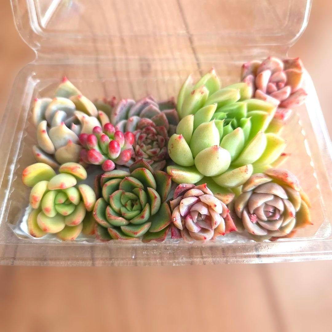 多肉植物 詰め合わせセット カット苗 寄せ植え - メルカリ