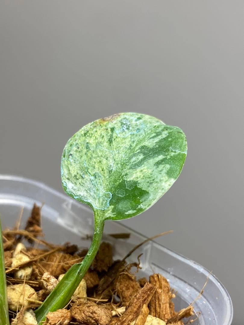 全葉斑入り‼️】モンステラ デリシオーサ バルバソー フシギダネ