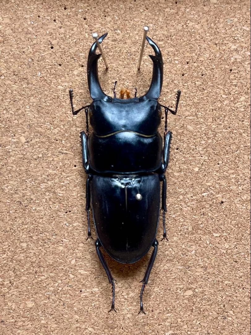 え*読様 オオコクワガタWF1 大型63㎜　超珍品 51.1 ㎜ ］ライトに、こんな大きな個体が | Project WILD MUSEUM