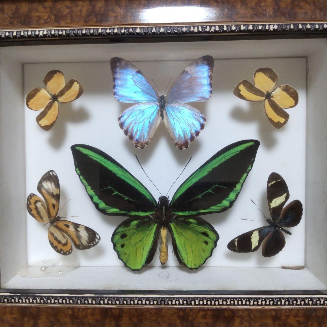 やっちゃん　メガネトリバネアゲハ　スルコウスキーモルフォ蝶　蝶の標本 メガネトリバネアゲハ , 蝶の標本 販売・通販のNatureShop|モルフォや